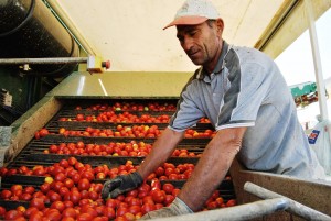 pomodoro raccolta